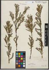 Foto von Salix purpurea L. x Salix viminalis L.